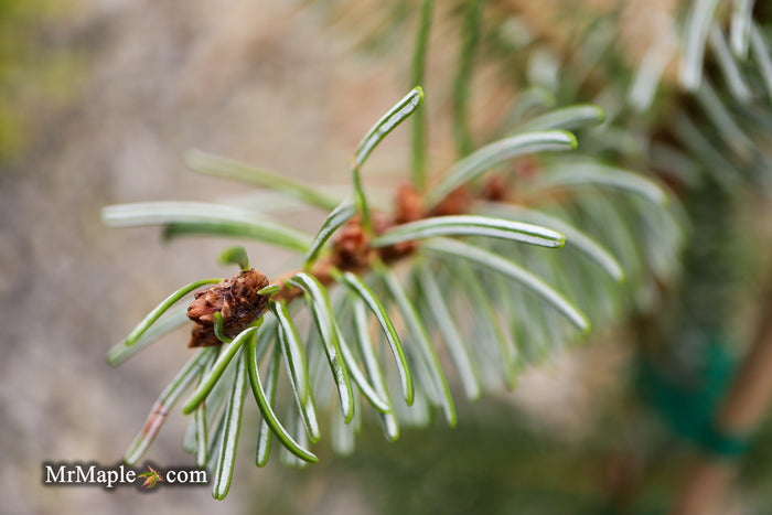 Abies nordmanniana 'Pendula' Weeping Nordmann Fir