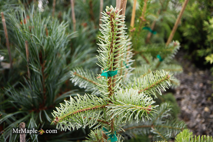 Abies nordmanniana 'Pendula' Weeping Nordmann Fir