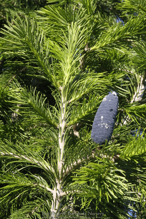 - Abies pindrow West Himalayan Fir - Mr Maple │ Buy Japanese Maple Trees