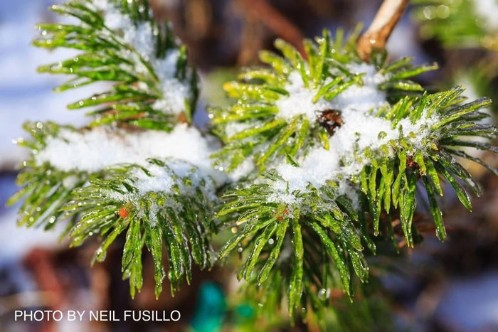 - Abies pindrow West Himalayan Fir - Mr Maple │ Buy Japanese Maple Trees