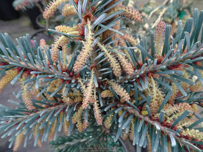 - Abies veitchii 'Glauca' Blue Fir - Mr Maple │ Buy Japanese Maple Trees
