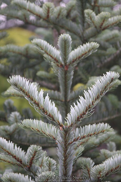 - Abies veitchii 'Glauca' Blue Fir - Mr Maple │ Buy Japanese Maple Trees