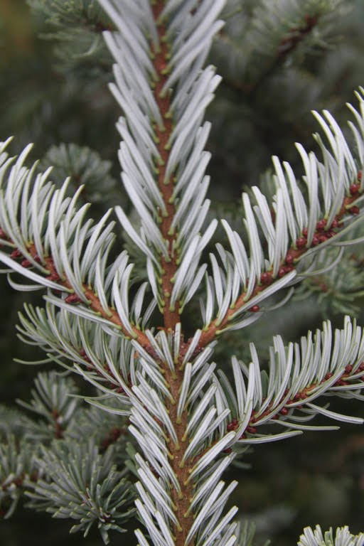 - Abies veitchii 'Glauca' Blue Fir - Mr Maple │ Buy Japanese Maple Trees