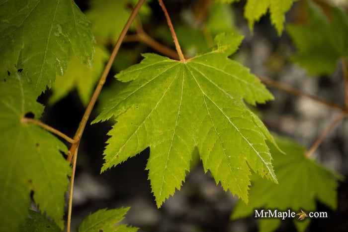 - Acer circinatum 'Elias Pacific Waterfall' Weeping Japanese Maple - Mr Maple │ Buy Japanese Maple Trees