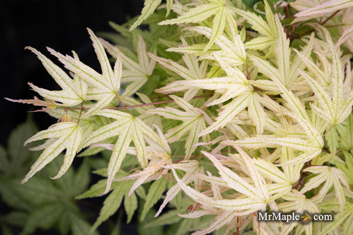 - Acer palmatum 'Arctic Flame' Japanese Maple - Mr Maple │ Buy Japanese Maple Trees