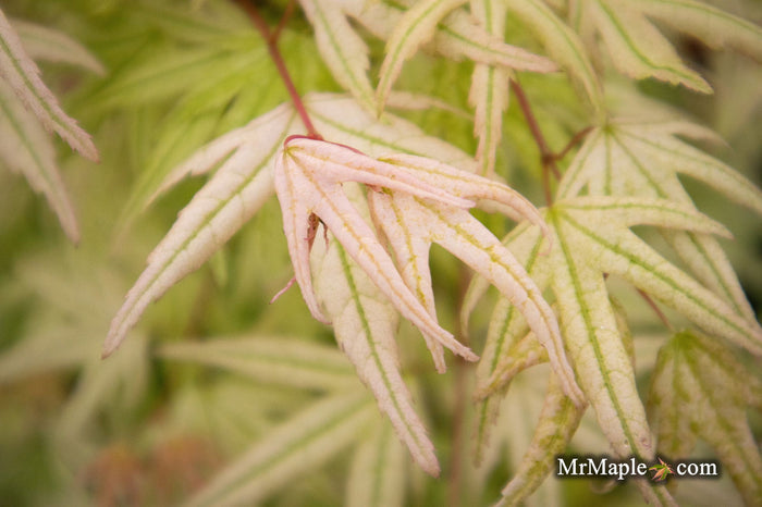 - Acer palmatum 'Arctic Flame' Japanese Maple - Mr Maple │ Buy Japanese Maple Trees