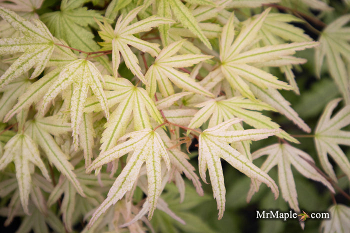 - Acer palmatum 'Arctic Flame' Japanese Maple - Mr Maple │ Buy Japanese Maple Trees
