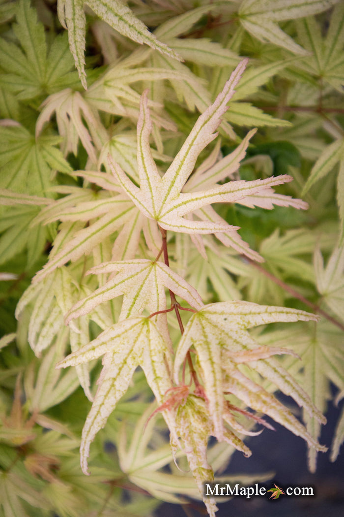 - Acer palmatum 'Arctic Flame' Japanese Maple - Mr Maple │ Buy Japanese Maple Trees