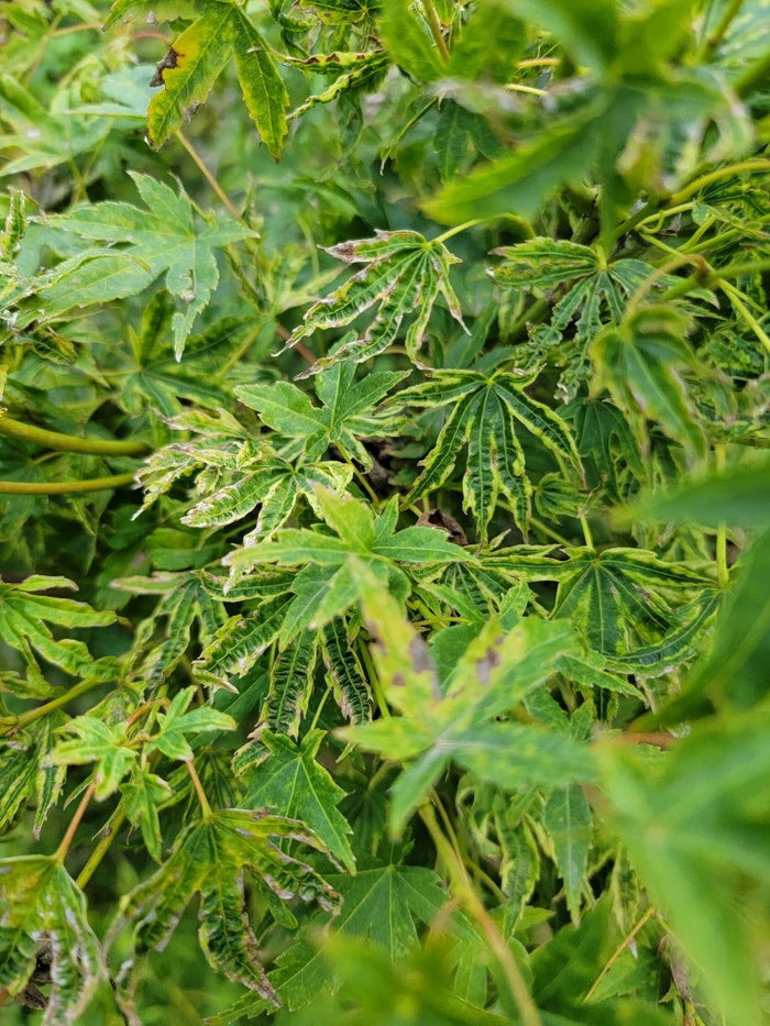- Acer palmatum 'Johnson's Ice Drops' Japanese Maple - Mr Maple │ Buy Japanese Maple Trees