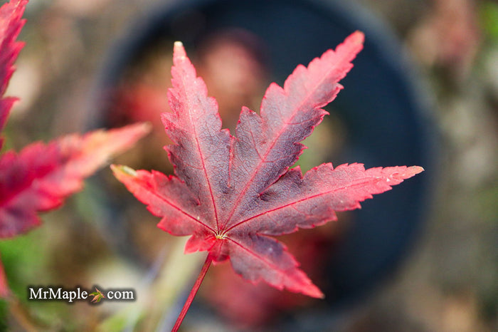 - Acer palmatum 'Johnson's Ice Drops' Japanese Maple - Mr Maple │ Buy Japanese Maple Trees