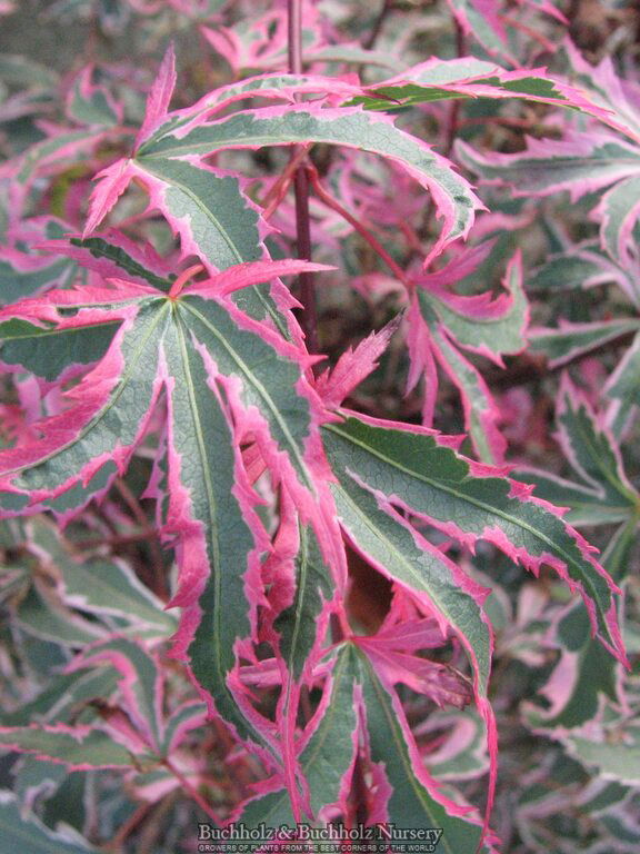 - Acer palmatum 'Marlo' Pink Variegated Japanese Maple - Mr Maple │ Buy Japanese Maple Trees