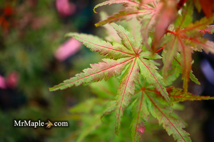 - Acer palmatum 'Purple Crunch' Dwarf Japanese Maple - Mr Maple │ Buy Japanese Maple Trees