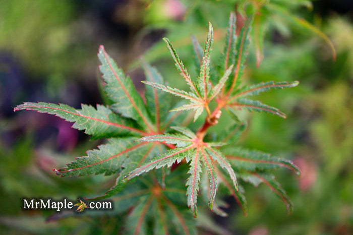 - Acer palmatum 'Purple Crunch' Dwarf Japanese Maple - Mr Maple │ Buy Japanese Maple Trees