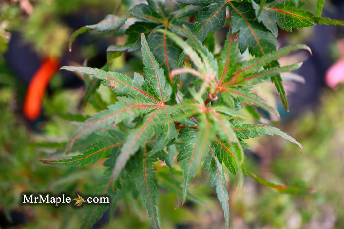 - Acer palmatum 'Purple Crunch' Dwarf Japanese Maple - Mr Maple │ Buy Japanese Maple Trees