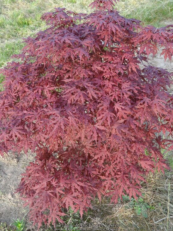 - Acer palmatum 'Right Fred' Japanese Maple - Mr Maple │ Buy Japanese Maple Trees