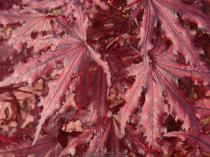 - Acer palmatum 'Right Fred' Japanese Maple - Mr Maple │ Buy Japanese Maple Trees