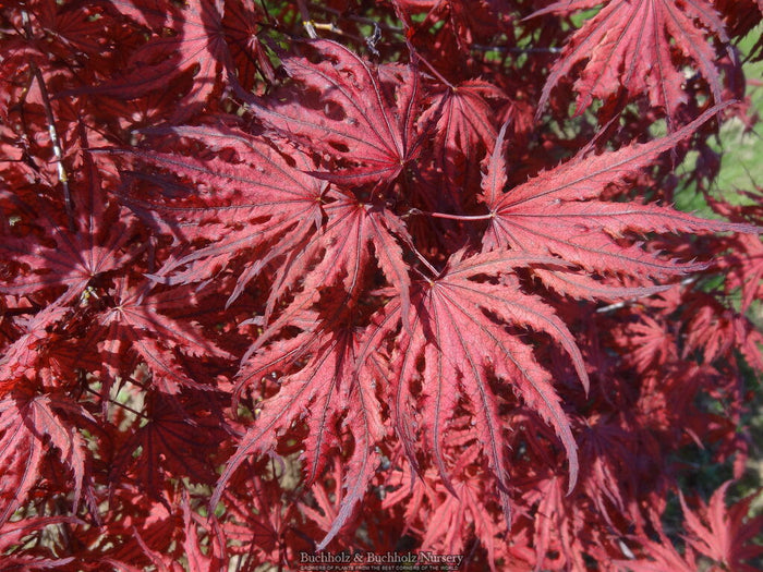 - Acer palmatum 'Right Fred' Japanese Maple - Mr Maple │ Buy Japanese Maple Trees