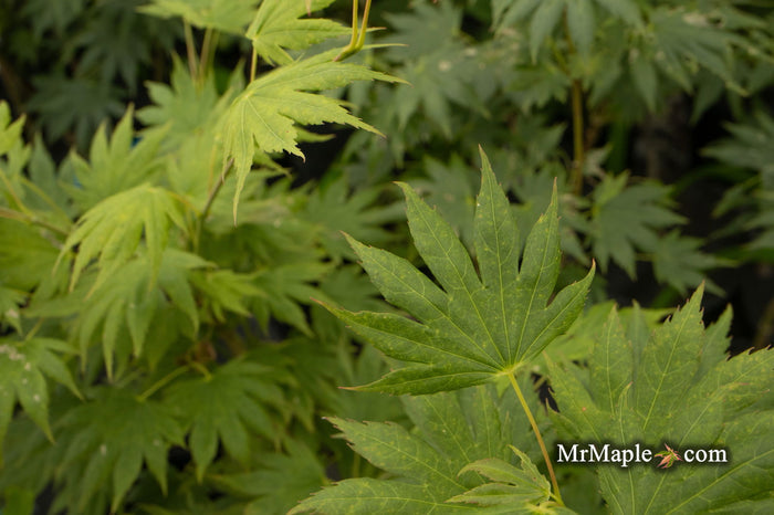- Acer palmatum x shirasawanum ‘Green Flag' Japanese Maple - Mr Maple │ Buy Japanese Maple Trees