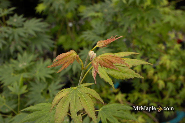 - Acer palmatum x shirasawanum ‘Green Flag' Japanese Maple - Mr Maple │ Buy Japanese Maple Trees