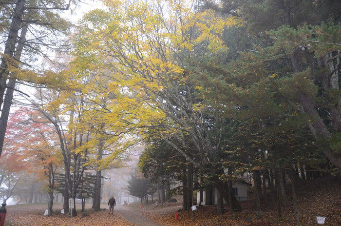 - Acer pictum ssp. mono Batwing Maple - Mr Maple │ Buy Japanese Maple Trees