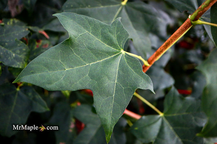- Acer pictum ssp. mono Batwing Maple - Mr Maple │ Buy Japanese Maple Trees