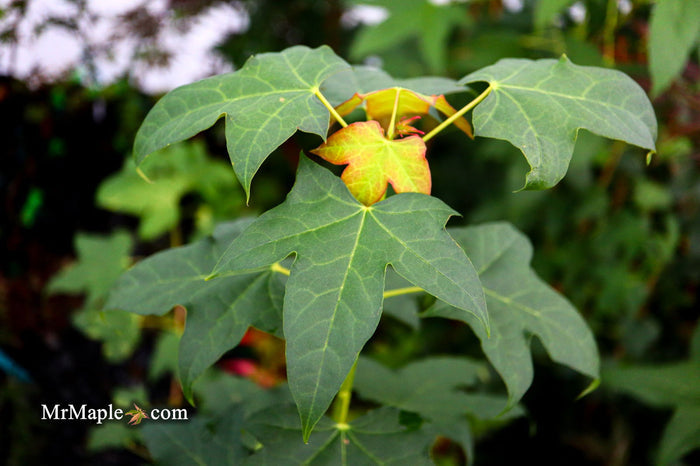 - Acer pictum ssp. mono Batwing Maple - Mr Maple │ Buy Japanese Maple Trees