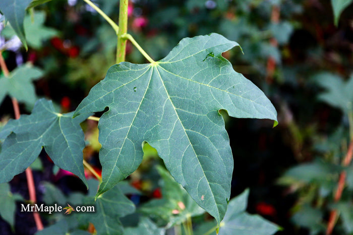 - Acer pictum ssp. mono Batwing Maple - Mr Maple │ Buy Japanese Maple Trees