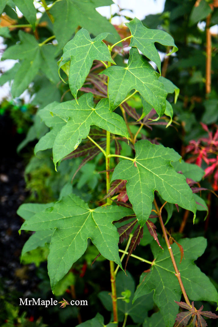 - Acer pictum ssp. mono Batwing Maple - Mr Maple │ Buy Japanese Maple Trees