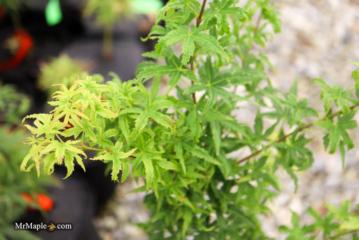 Acer pseudosieboldianum 'Origami' Rare Japanese Maple