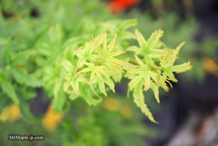 Acer pseudosieboldianum 'Origami' Rare Japanese Maple