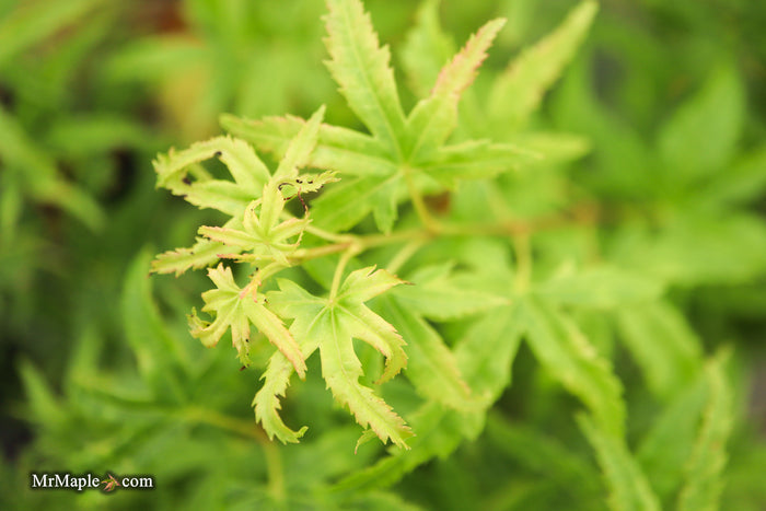 Acer pseudosieboldianum 'Origami' Rare Japanese Maple