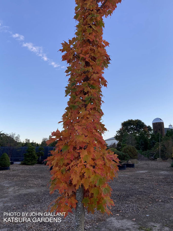 - Acer saccharum 'Newton's Sentry' Columnar Sugar Maple - Mr Maple │ Buy Japanese Maple Trees