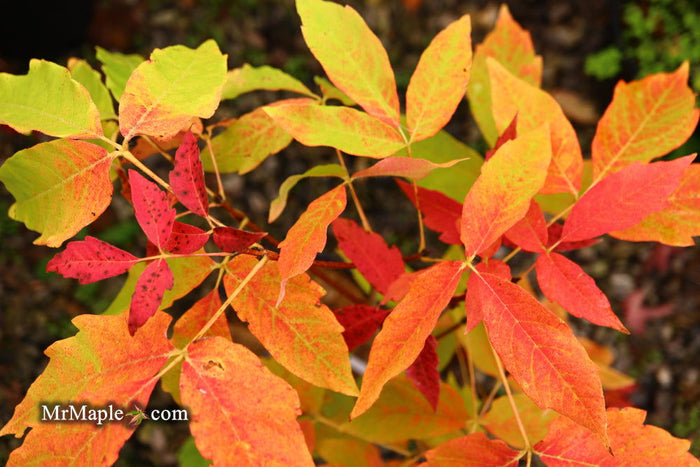 - Acer triflorum 'Aureum' - Mr Maple │ Buy Japanese Maple Trees