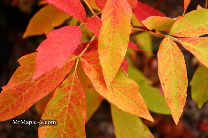 - Acer triflorum 'Aureum' - Mr Maple │ Buy Japanese Maple Trees
