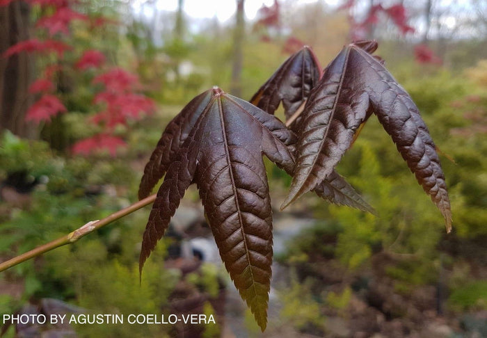 - Acer wuyuanense The Chocolate Maple - Mr Maple │ Buy Japanese Maple Trees