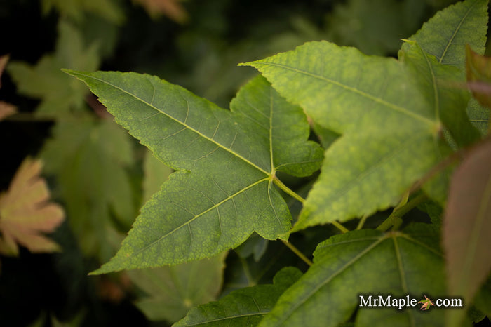 - Acer wuyuanense The Chocolate Maple - Mr Maple │ Buy Japanese Maple Trees
