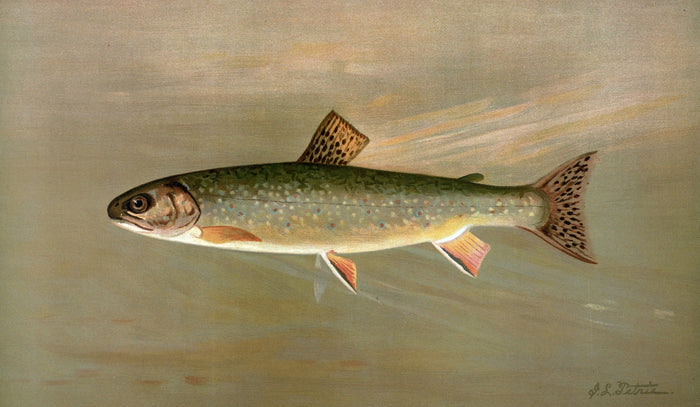 American Brook Trout (Salvelinus fontinalis) by John L. Petrie, 1898
