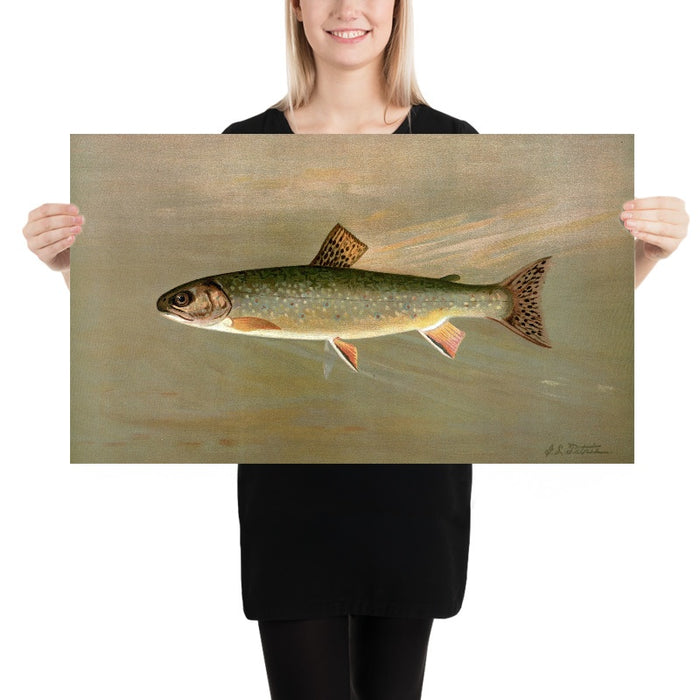 American Brook Trout (Salvelinus fontinalis) by John L. Petrie, 1898