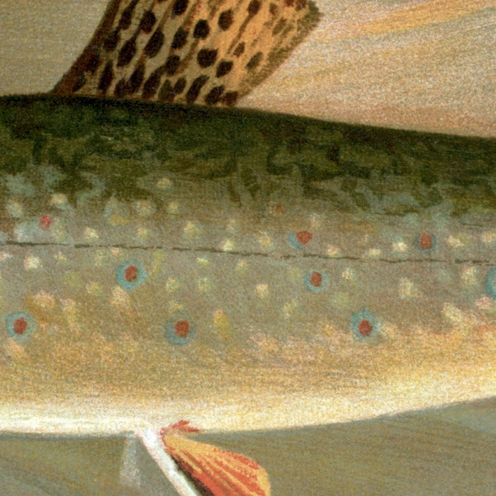 American Brook Trout (Salvelinus fontinalis) by John L. Petrie, 1898