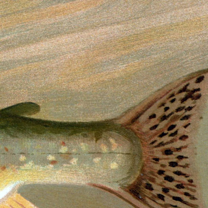 American Brook Trout (Salvelinus fontinalis) by John L. Petrie, 1898