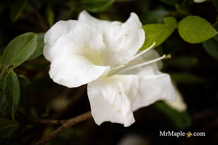 - Azalea 'Autumn Angel'® Encore Azalea - Mr Maple │ Buy Japanese Maple Trees