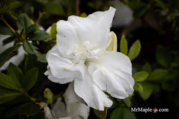 - Azalea 'Autumn Angel'® Encore Azalea - Mr Maple │ Buy Japanese Maple Trees