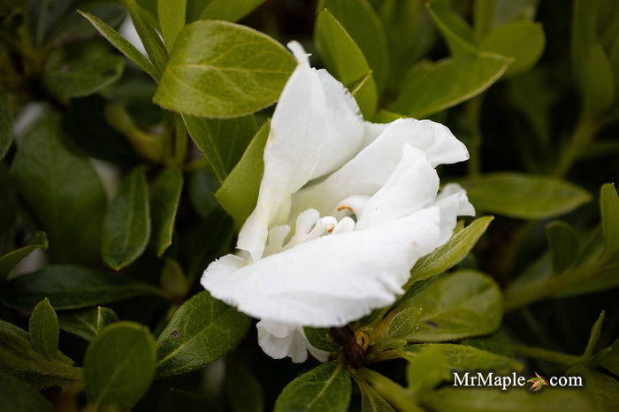 - Azalea 'Autumn Angel'® Encore Azalea - Mr Maple │ Buy Japanese Maple Trees