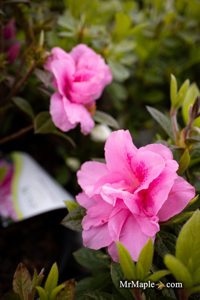 - Azalea 'Autumn Carnation'® Encore Azalea - Mr Maple │ Buy Japanese Maple Trees