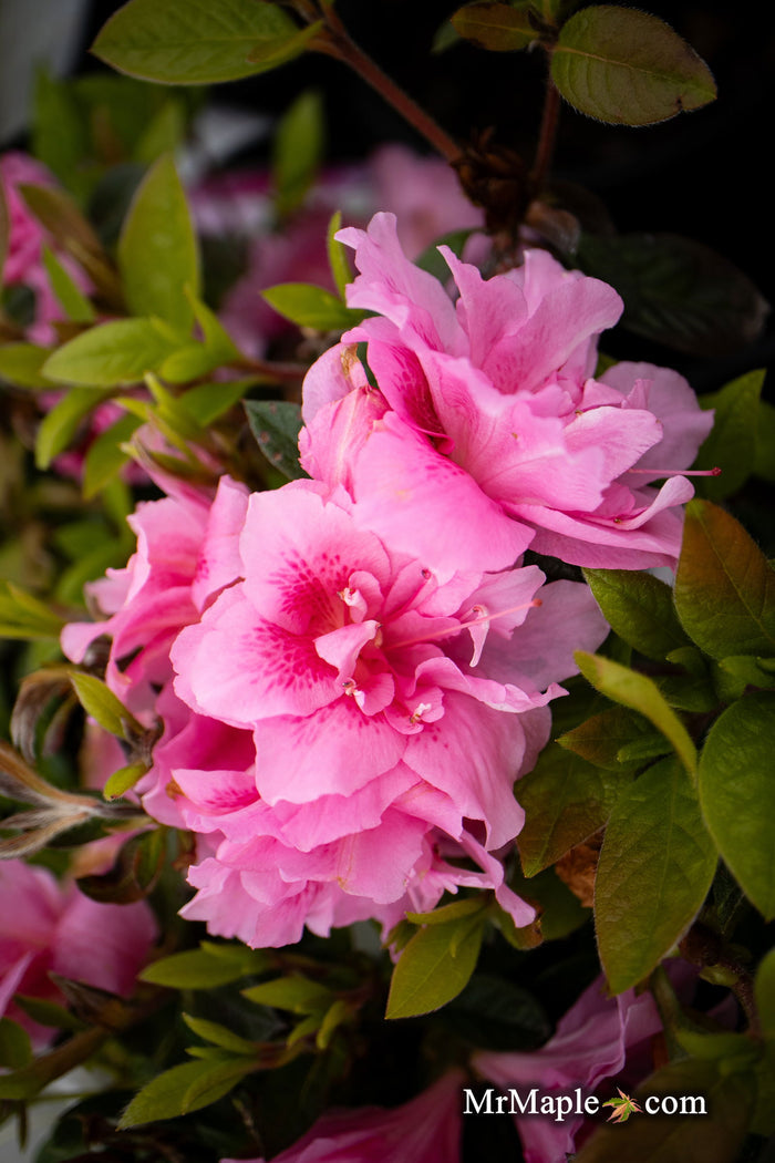- Azalea 'Autumn Carnation'® Encore Azalea - Mr Maple │ Buy Japanese Maple Trees