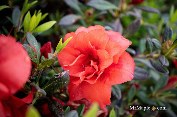 - Azalea 'Autumn Embers'® Encore Azalea - Mr Maple │ Buy Japanese Maple Trees
