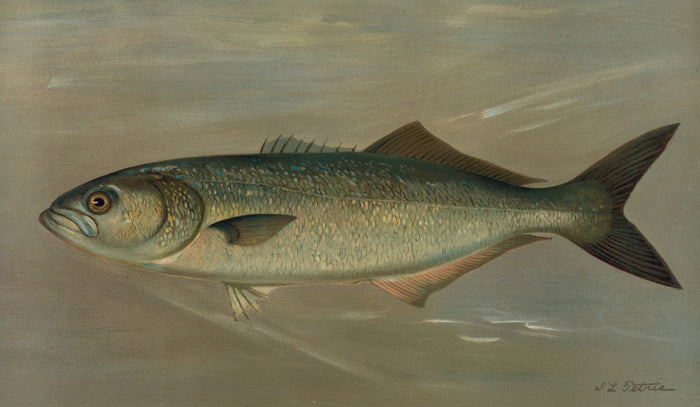 Bluefish (Pomatomus saltatrix) by John L. Petrie, 1898
