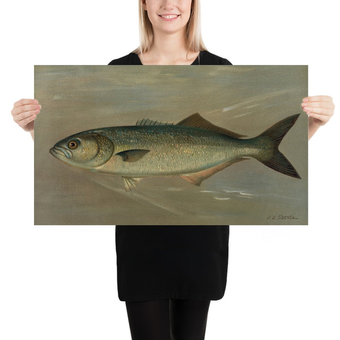 Bluefish (Pomatomus saltatrix) by John L. Petrie, 1898