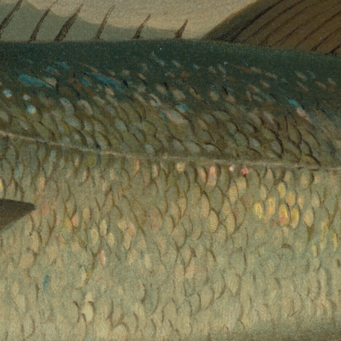 Bluefish (Pomatomus saltatrix) by John L. Petrie, 1898