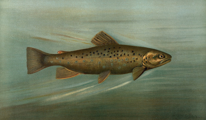 Brown or German Trout (Salmo fario) by John L. Petrie, 1898